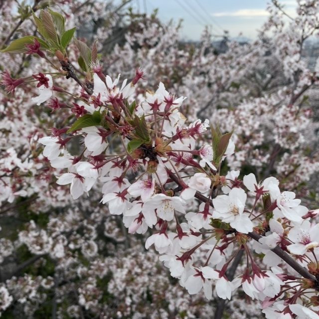 大正琴の音色に包まれて 〜心和む演奏会〜